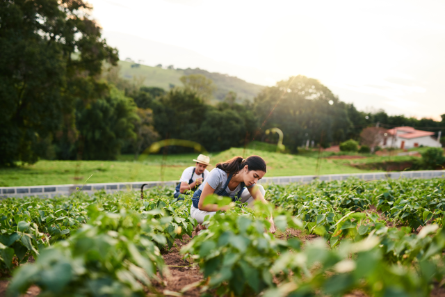 Two people working in a green field
